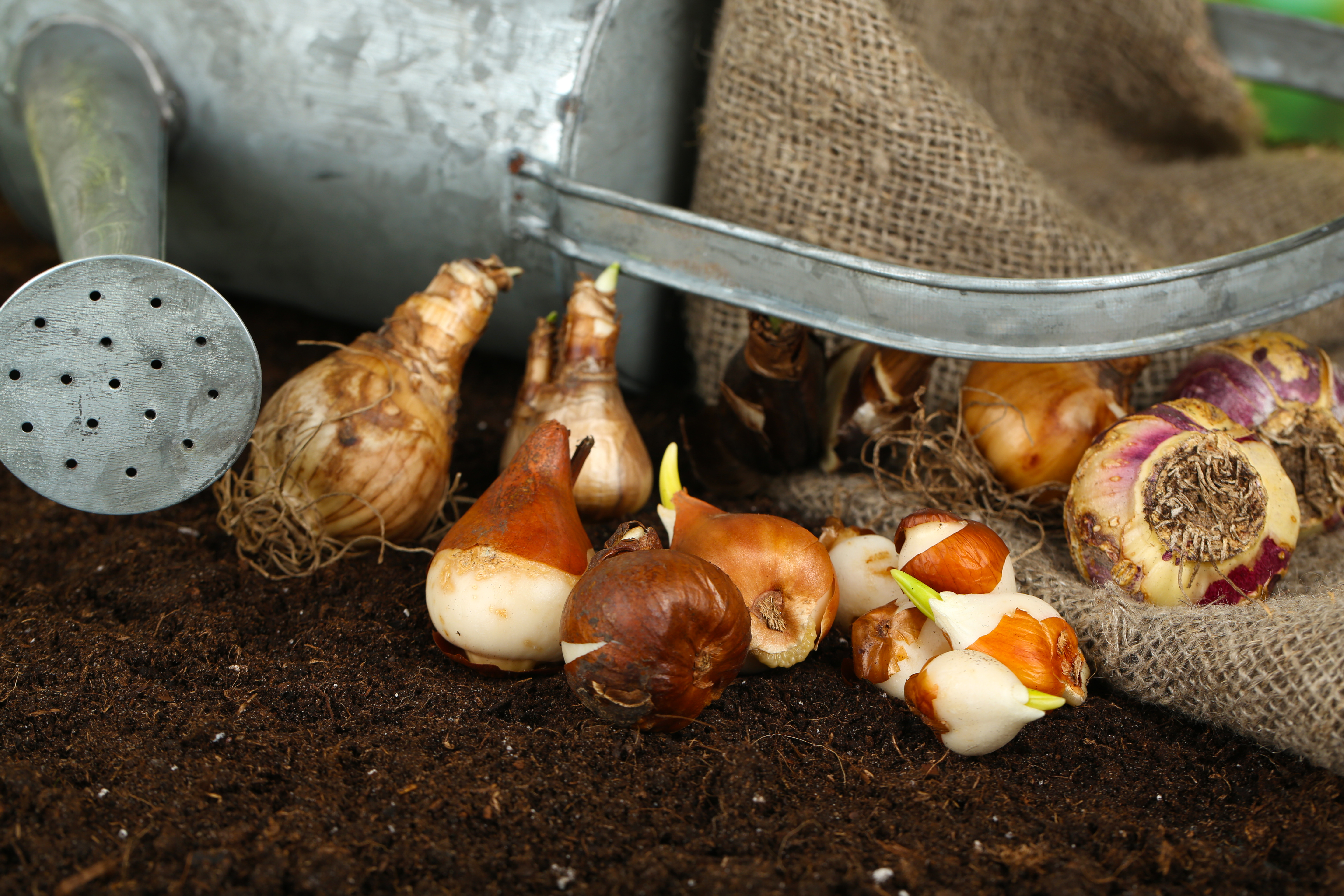 cibule-k-rychleni-uvod-foto